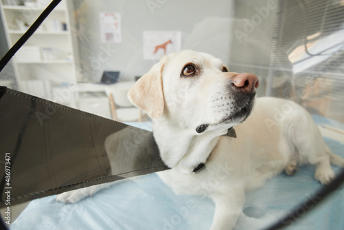 Young obedient labrador pet with plastic transparent collar funnel on neck looking aside while waiting for medical examination