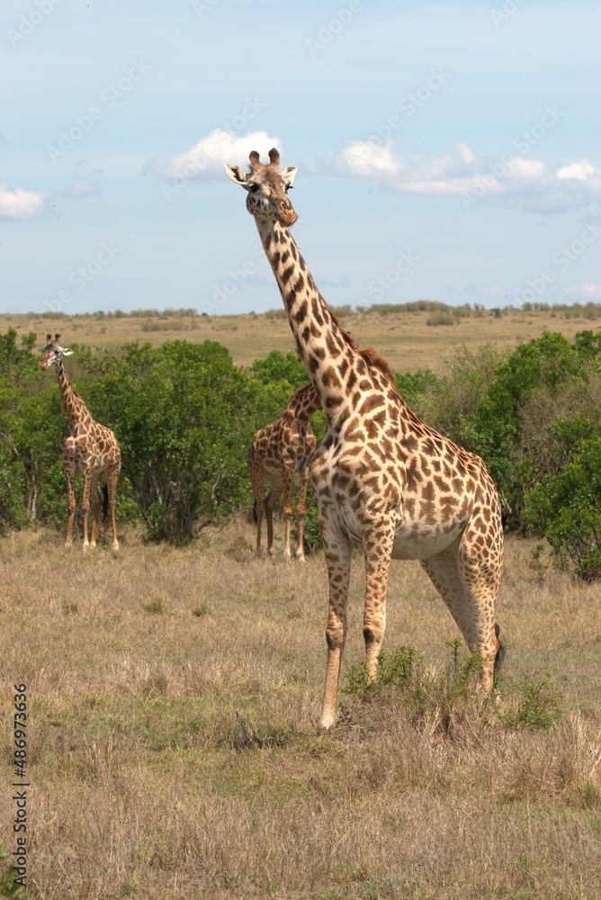 Obraz premium giraffe in the savannah