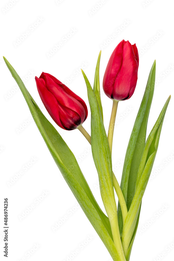Red tulip flower isolated on white background. Red tulip flower isolated on white background.
