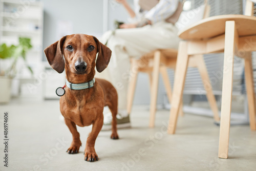 Cute dachshund of brown color standing on the floor of vet clinics on background of hospital interior and pet owner photo