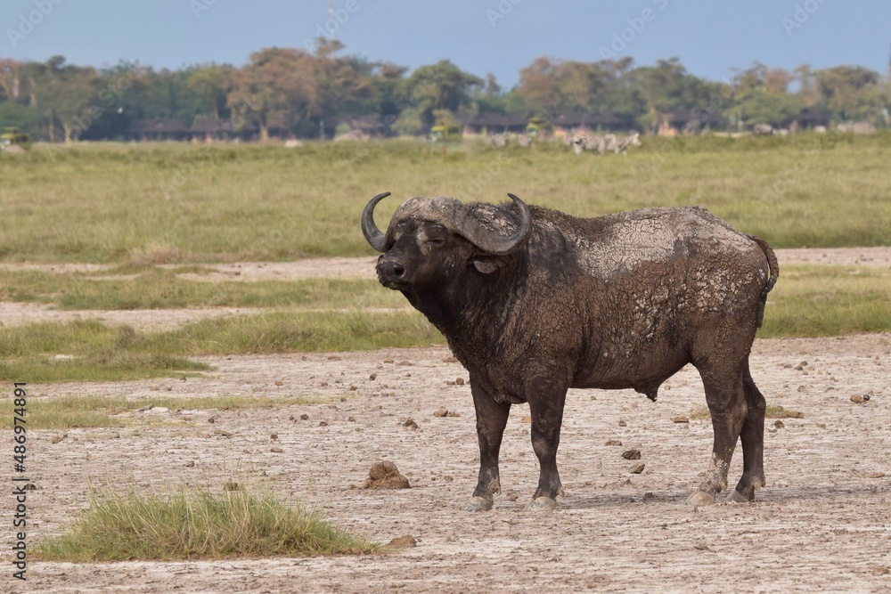 buffalo in the wild buffalo in the wild