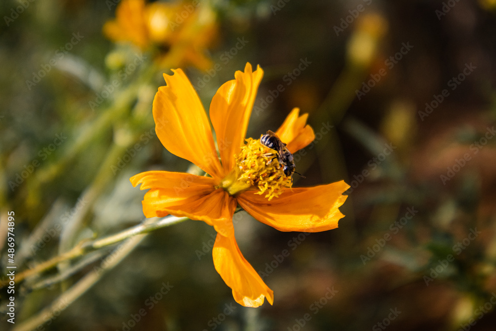 Natural Wild Flowers in Nature