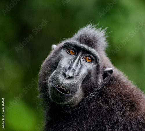 Portrait of a сelebes crested macaque. Close-up. Indonesia. Sulawesi.