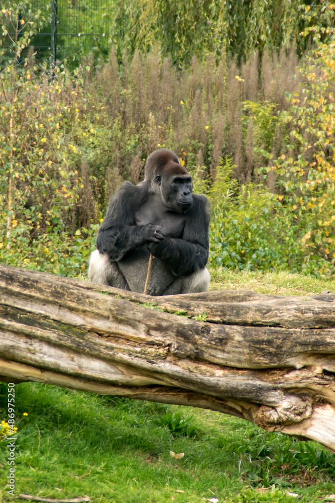 Obraz premium silverback gorilla