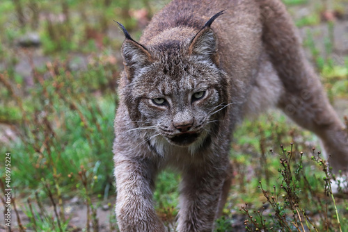 A lynx stauks in the summer grass