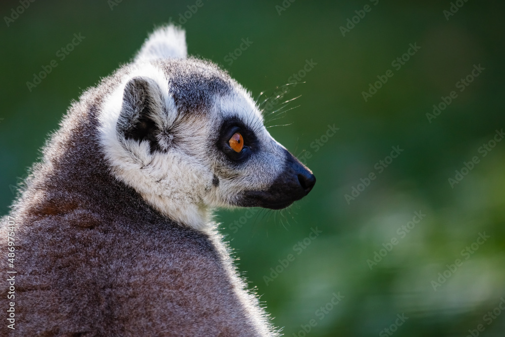 Fototapeta premium Ring-tailed lemur monkey. Mammal and mammals. Land world and fauna. Wildlife and zoology.