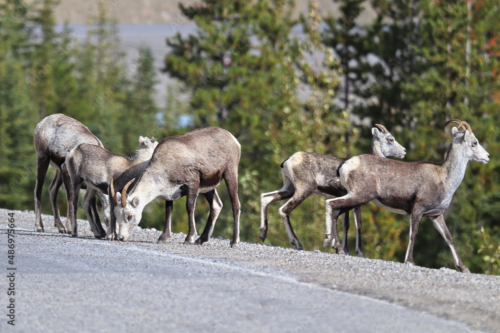 Closeup of mountain sheep walking close to a road Closeup of mountain sheep walking close to a road