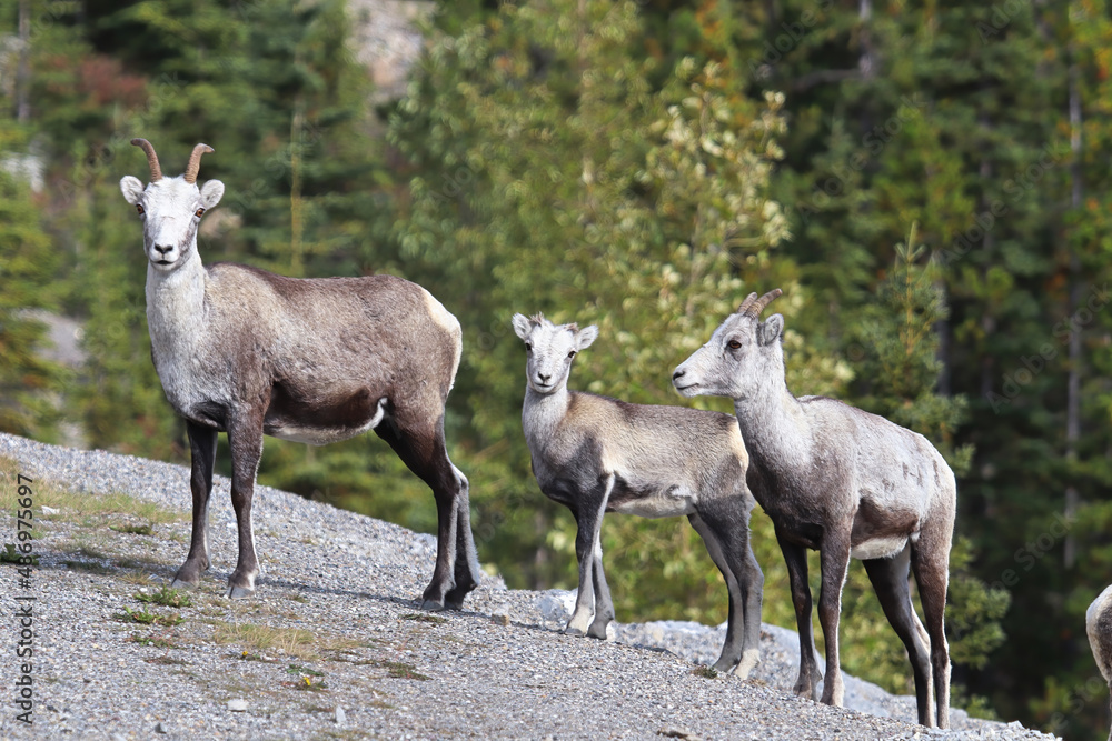 Naklejka premium Closeup of mountain sheep walking close to a road
