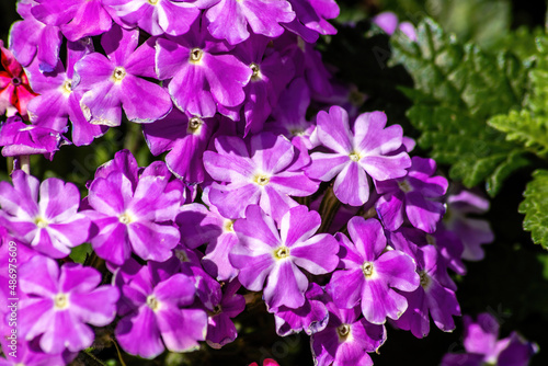 Purple and white flowers