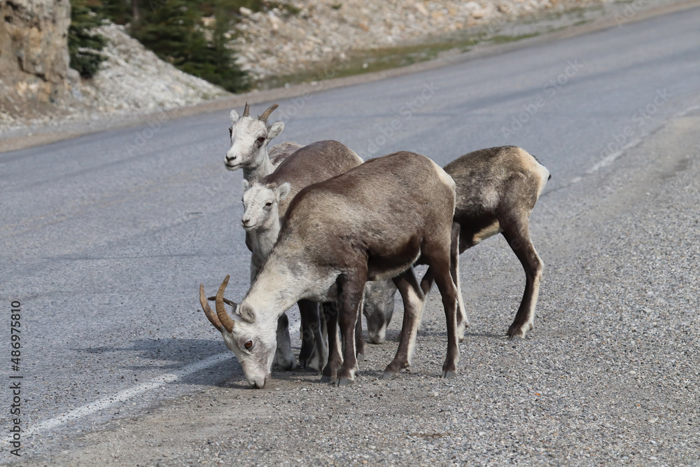 Obraz premium Closeup of mountain sheep licking salt on a the highway