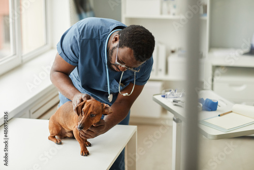 Fototapeta Young animal doctor in blue medical scrubs examining sick brown dachshund while