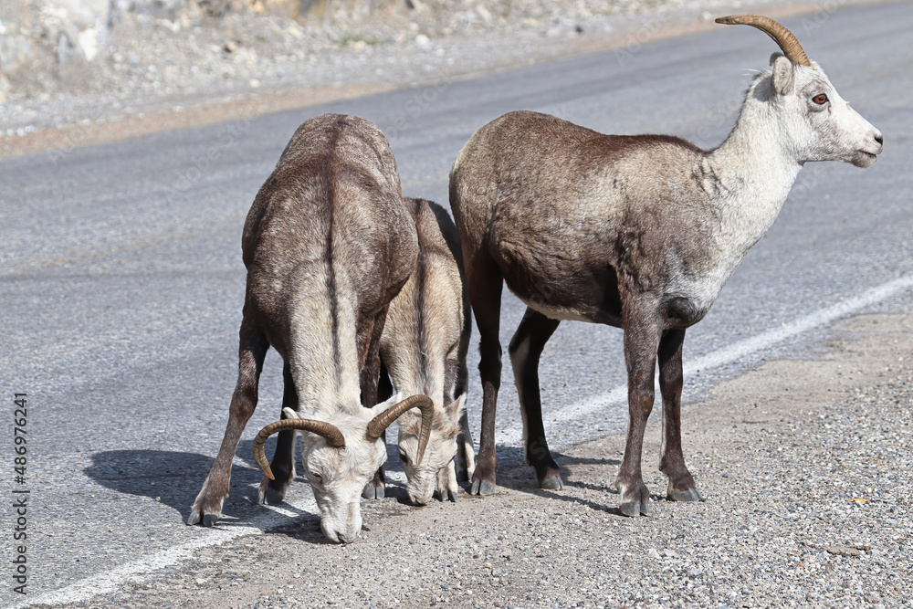 Fototapeta premium Closeup of mountain sheep licking salt on a the highway