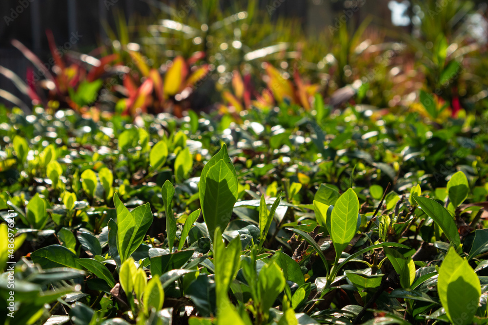 Obraz premium Tea Plants and Trees Cultivation