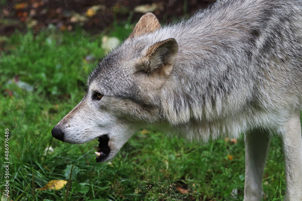 Side view portrait of a wolf's head Side view portrait of a wolf's head
