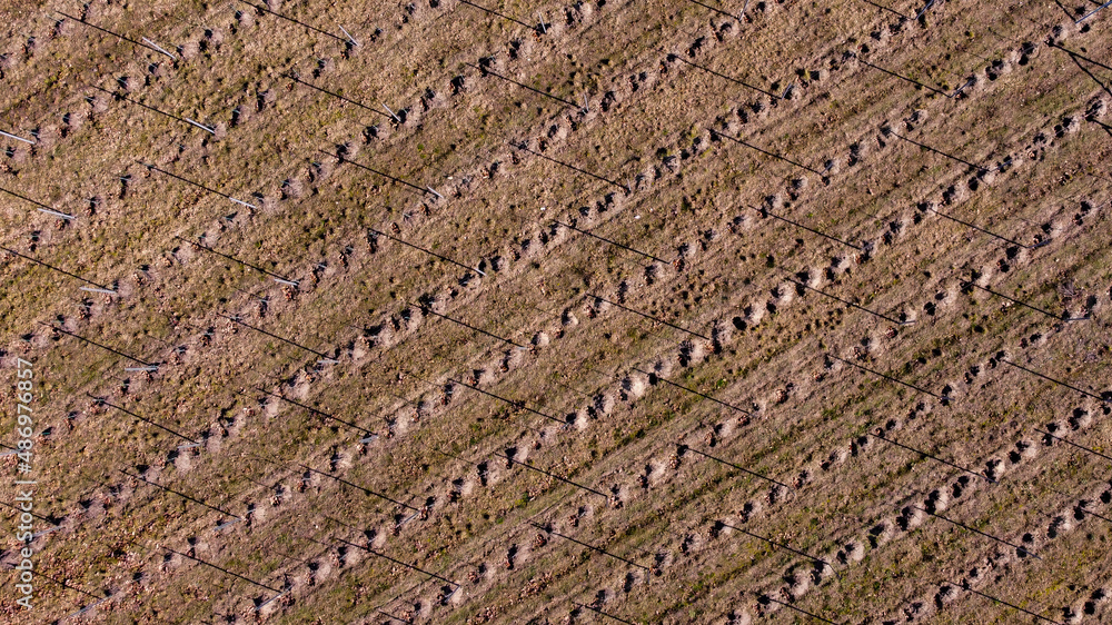 Grrape field from drone.  - obrazy, fototapety, plakaty 