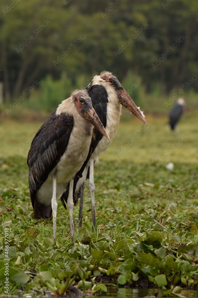 Fototapeta premium Marabou in the lake