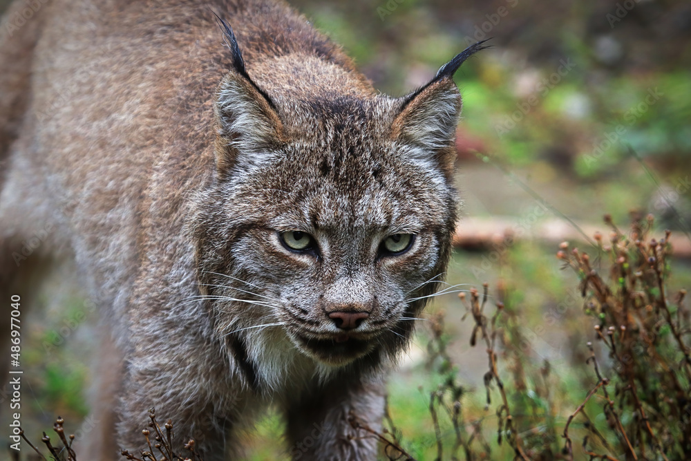 Closeup portarit of a lynx's head and ears Closeup portarit of a lynx's head and ears