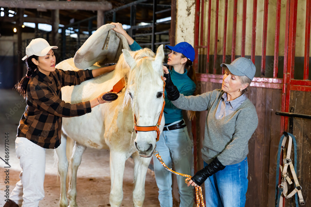 Caring female workers of stable grooming white racehorse in barn, brushing after riding. Animals care. Equestrian business concept..