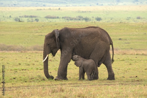 elephants in the savannah