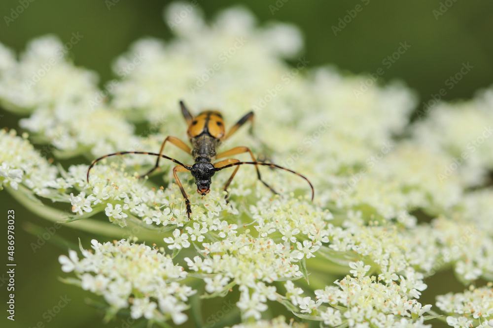Naklejka premium insecte sur buisson blanc 