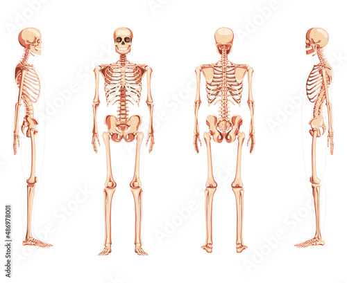 Set of Skeleton Human front back side view with two arm poses ventral, lateral, and dorsal views. Realistic flat natural color concept Vector illustration of anatomy isolated on white background