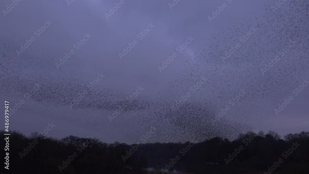 Large murmuration of birds in the evening sky as thousands of starling fly in amazing formation England UK 4K Large murmuration of birds in the evening sky as thousands of starling fly in amazing formation England UK 4K