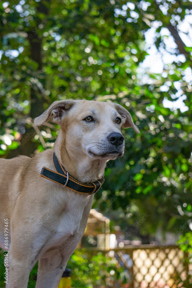 Portrait of a blonde yellow retriever lab mixed breed mongrel mutt dog Portrait of a blonde yellow retriever lab mixed breed mongrel mutt dog