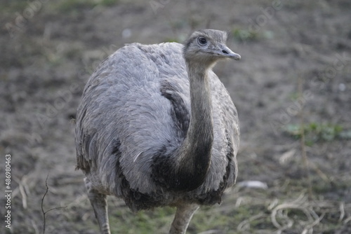 Emu in Germany