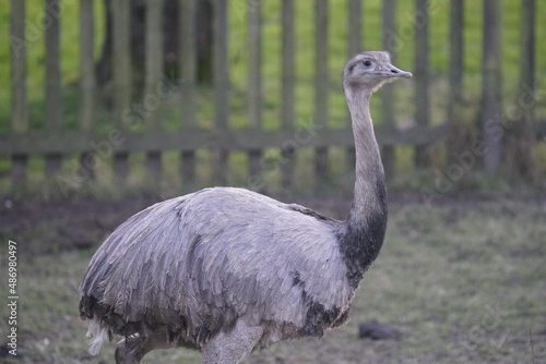 Emu in Germany