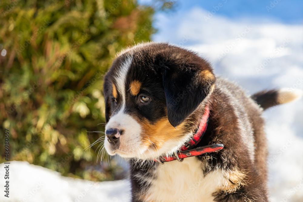 An adorable Bernese Mountain Dog puppy An adorable Bernese Mountain Dog puppy