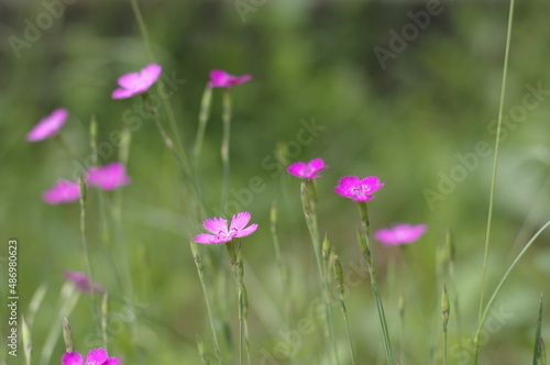 pink flowers in the field © Vojtech