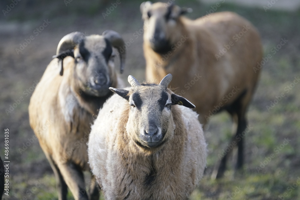 Three brown sheep