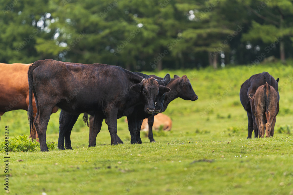 Herd of cows grazing on a green meadow in freedom Herd of cows grazing on a green meadow in freedom