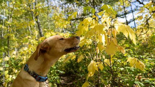 dog in the park