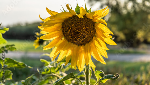sunflower in the field