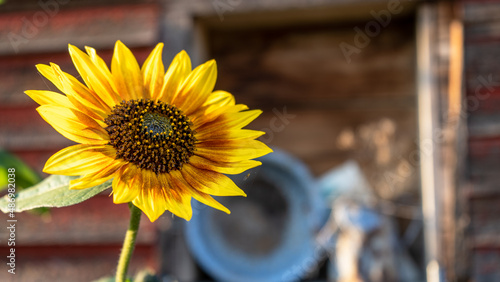 sunflower old building