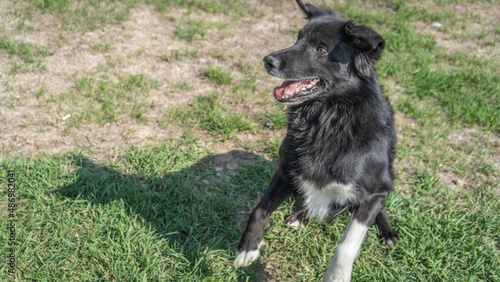black and white dog
