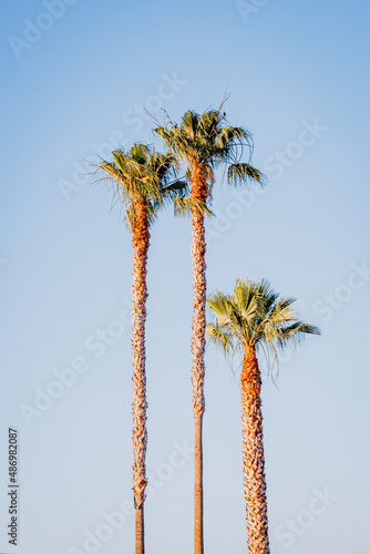 palm tree and sky