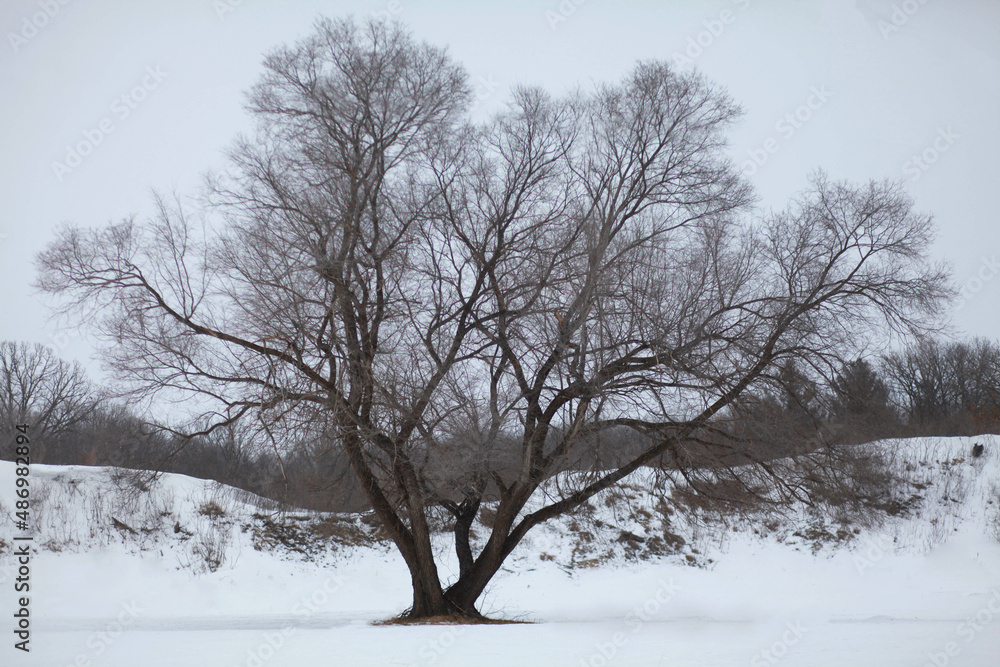 Fototapeta premium Winter tree