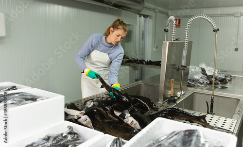 Woman in working clothes controlling quality of fish and preparing for packaging