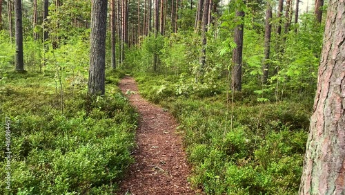 Pathway in the green summer forest. Summer season concept.