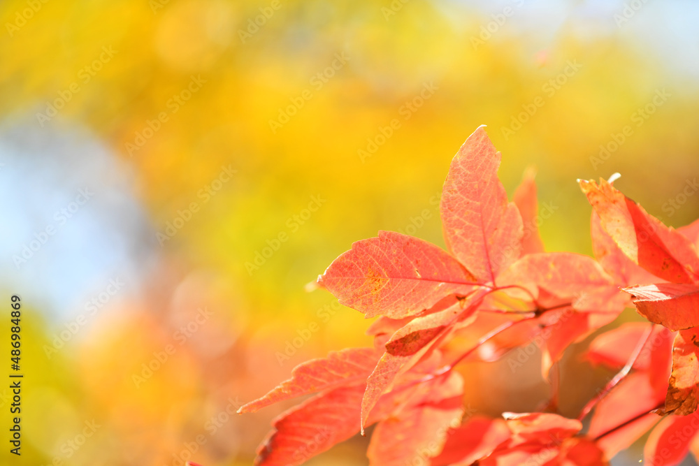 Red maple leaf on yellow light color background use as background Red maple leaf on yellow light color background use as background