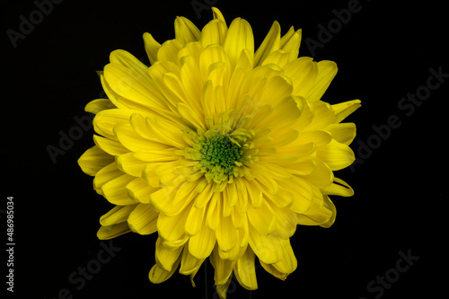 yellow chrysanthemum isolated on black