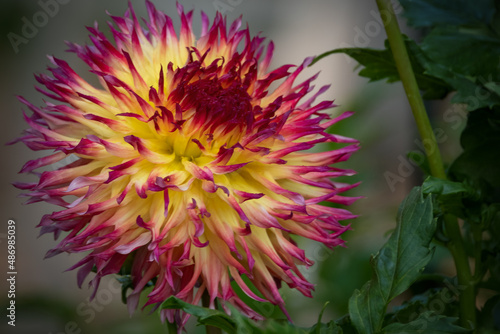 pink and yellow dahlia