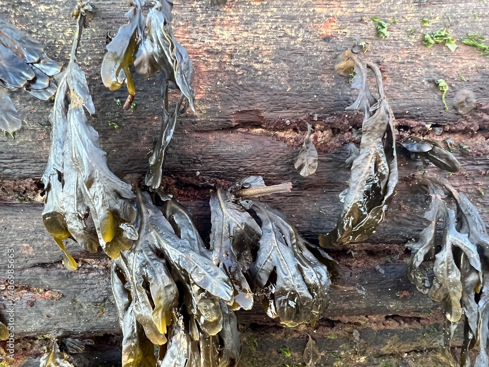 Close up of edible sea weed brown slimy skin tentacles clinging to wood sea defence structure in environment of sandy deserted vast beach in Norfolk East Anglia uk Close up of edible sea weed brown slimy skin tentacles clinging to wood sea defence structure in environment of sandy deserted vast beach in Norfolk East Anglia uk