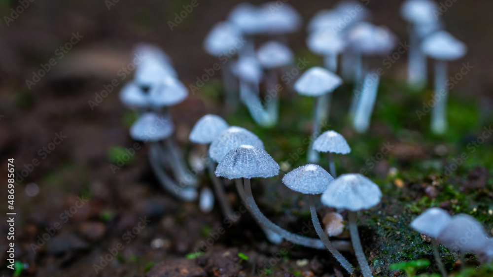 Beautiful closeup of a group of mushrooms growing on forest floor with bokeh background. Mushroom macro, Mushrooms photo, forest photo, forest background Beautiful closeup of a group of mushrooms growing on forest floor with bokeh background. Mushroom macro, Mushrooms photo, forest photo, forest background
