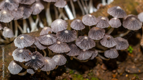 Beautiful closeup of a group of mushrooms growing on forest floor with bokeh background. Mushroom macro, Mushrooms photo, forest photo, forest background
