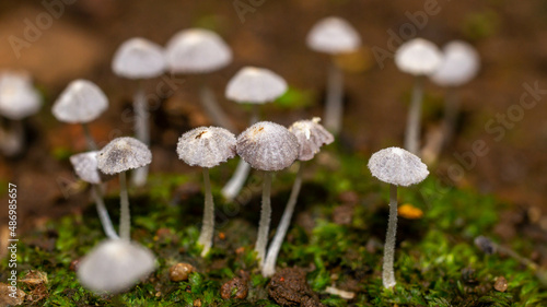 Beautiful closeup of a group of mushrooms growing on forest floor with bokeh background. Mushroom macro, Mushrooms photo, forest photo, forest background