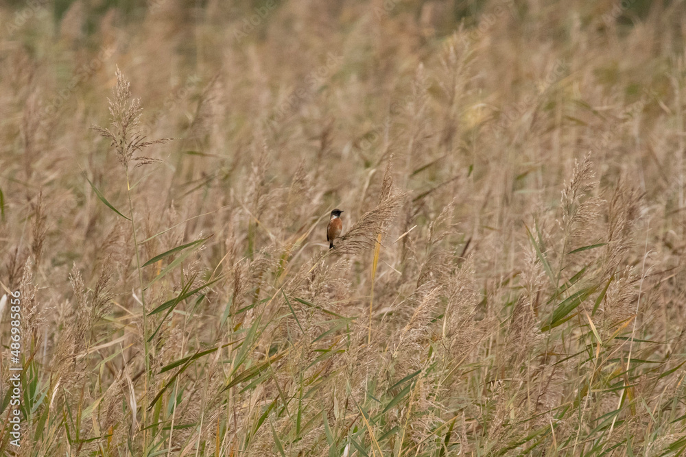 bird on the grass bird on the grass