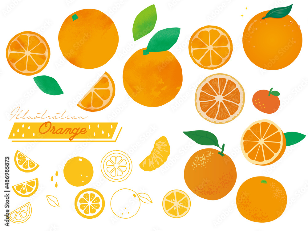 オレンジのイラスト集 果物 みかん 柑橘 水彩 線画 輪切り リアル Orange Illustration Collection Fruit Tangerine Citrus Watercolor Line Drawing Round Cutting Real Stock Vector Adobe Stock